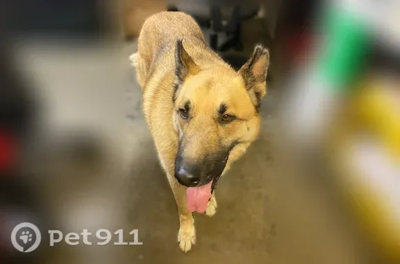 Found dog Baldwin Park, photo: Found male dog, Ramona Boulevard, Baldwin Park — German Shepherd with a thick tan collar