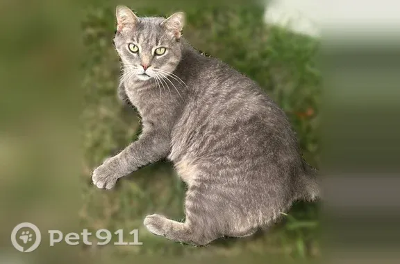 Lost cat, Roan Drive, 28529, Warren, Detroit — male with green eyes - photo