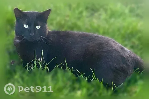 Lost pets Detroit, photo: Lost cat, male, Roan Drive, 28529, Warren, Detroit — black with green eyes