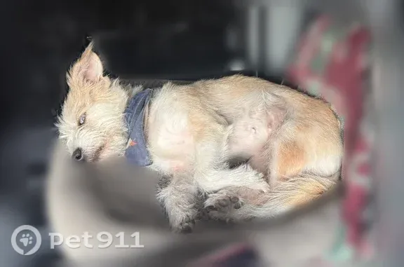 Lost female dog, Monarch Highway, Thackerville — two different-colored blue eyes - photo