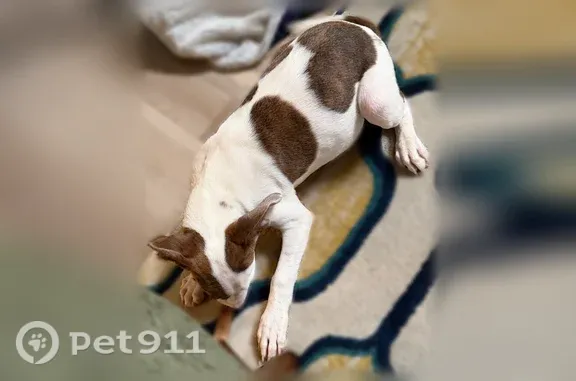 Found dog Chattanooga, photo: Found female dog, Scruggs Rd, Chattanooga — pink-spotted nose