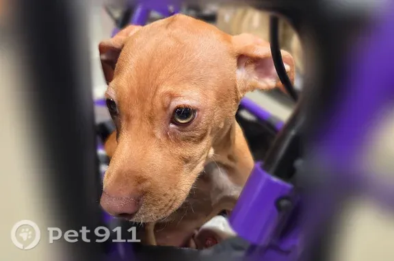 Lost pets Lodi, photo: Lost dog, female Chihuahua mix, South Lower Sacramento Road, 1601, Lodi — red coat and floppy ears