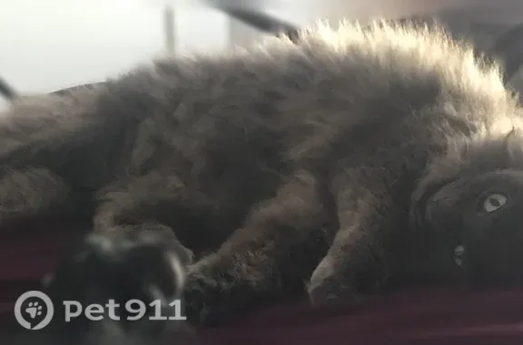 Lost pets Sunnyvale, photo: Lost cat, South Sunnyvale Avenue, 499, Sunnyvale — female with a thick grey coat