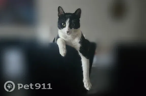 Lost cat, Valmor Street, 22, Worcester — male tuxedo cat with a black nose spot - photo