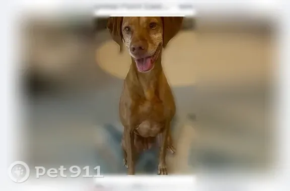 Found dog Austin, photo: Found female dog, Lost Creek Boulevard, 2003 1/2, Austin — no collar