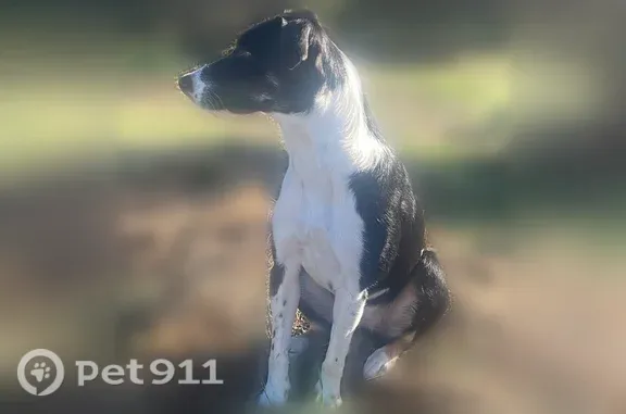 Lost dog, Interstate 5, 24300, Aurora — female Border Collie, 4 years old - photo