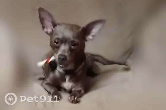 Lost dog, South Padre Island Drive, 13428, Corpus Christi — female gray Chihuahua - photo