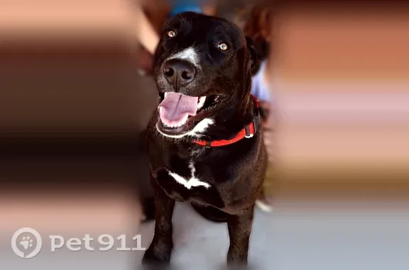 Lost dog, C6RF+3V Butterfield Stagecoach Farms, AZ, USA, Wintersburg — male with white markings - photo