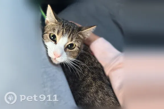 Lost cat, West Wynnewood Road, 1424, Ardmore — extremely timid, pink collar - photo