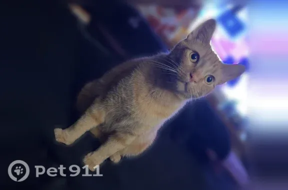 Missing cat Medina, photo: Lost male cat, Eagle Street, 509, Village of Medina, Medina — orange and white with a lazy eye