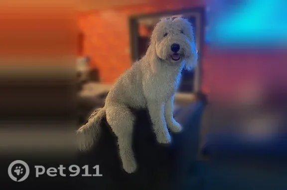 Lost pets Osseo, photo: Lost female dog, Central Avenue, 300, Osseo — chipped sheepadoodle