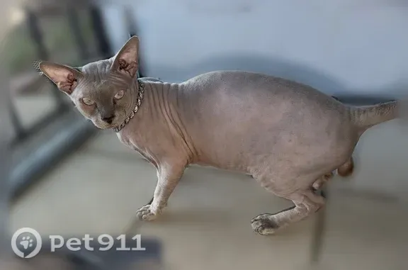 Lost pets Denver, photo: Lost cat, Yost Court, 5537, Denver — hairless male cat with blue eyes
