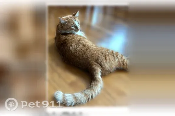 Lost pets Dearborn, photo: Lost male cat, Drexel Street, 1354, Dearborn — white paws and belly