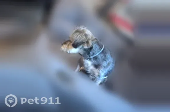 Lost Dog, 42nd Street, 13927, Santiago Township, Clear Lake — small Shih-Tzu Yorkie mix - photo