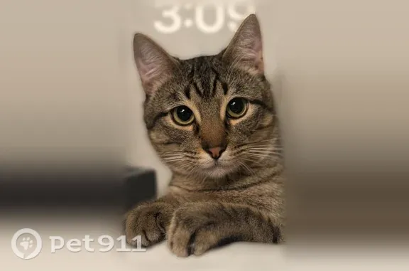 Lost male cat, Massa Lane, 6783, Frisco, Arlington — gray tabby, about 2 years old - photo