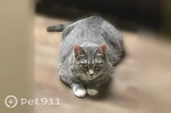 Lost female cat, Meadow Park Circle, 2490, Bedford — chubby grey tabby - photo