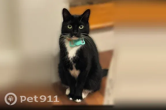 Lost pets Woburn, photo: Lost cat, male, Lawrence Street, 6, Woburn — friendly black-and-white tuxedo