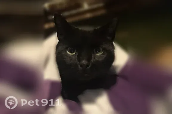 Lost cat, Shelley Lane, 2, Hamilton Township, Hamilton Square — male with a tipped left ear and half tail - photo