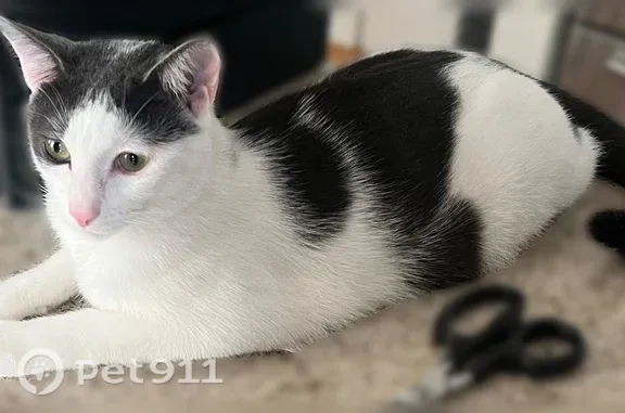 Lost cat, 106th Street, 103-41, Queens — male, black and white - photo