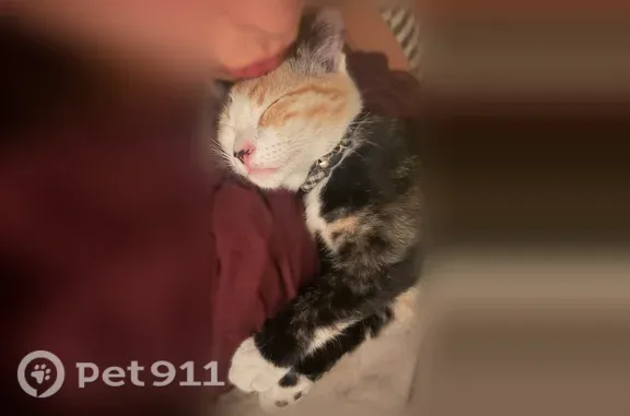 Lost pets Salt Lake City, photo: Lost cat, Herbert Avenue, 1128, Salt Lake City, Salt Lake City — sweet calico kitten