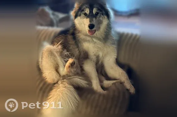 Lost female dog, Birdnest Court, 115, Southern Pines — small husky - photo