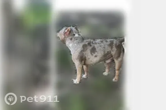 Lost dog, Arlington Expressway Service Road, Jacksonville — sweet, loving emotional support pet - photo