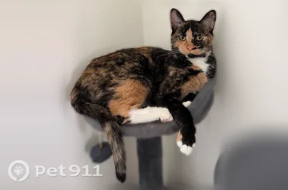 Lost pets Orlando, photo: Lost cat, female, Plunkett Avenue, 7912, Orlando — friendly with a loud meow