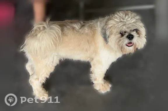 Lost pets Gardendale, photo: Lost dog, East Colgate Street, Texas, Fort Smith — blind in left eye, white with brownish-black ears