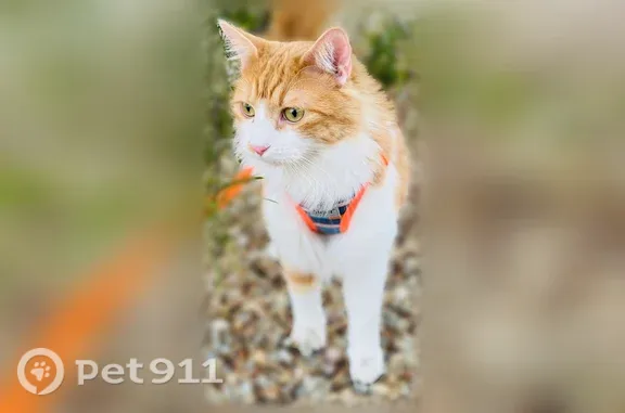 Lost pets Surprise, photo: Lost male cat, West Maui Lane, 14568, Surprise — responds to rattling chip bags