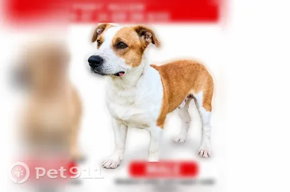 Lost dog, River Road, 2609, Port Allen, Schaumburg — two dogs missing - photo