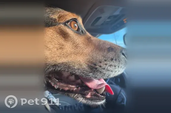 Lost dog, South Main Street, 4628, Rockford — female with brown eyes - photo