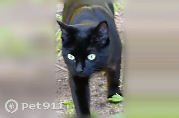 Found cat Wyoming, photo: Found cat, 28th Street Southwest, 1561, Wyoming, Wyoming — shiny coat