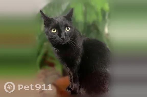 Lost pets Coeur d'Alene, photo: Lost female cat, East Garden Avenue, 514, Coeur d'Alene — black American Shorthair