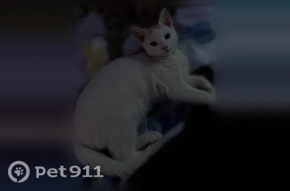 Missing cat Indianapolis, photo: Lost cat, Falcon Drive, 3238, Indianapolis — male, white with a black dot on his left ear