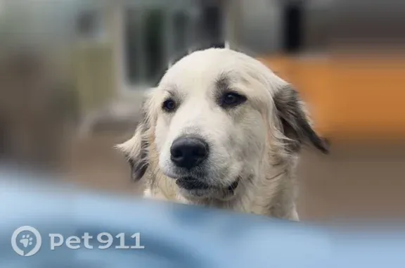 Lost pets Portland, photo: Lost female dog, South Riverwood Road, 11426, Portland — Great Pyrenees with black ears