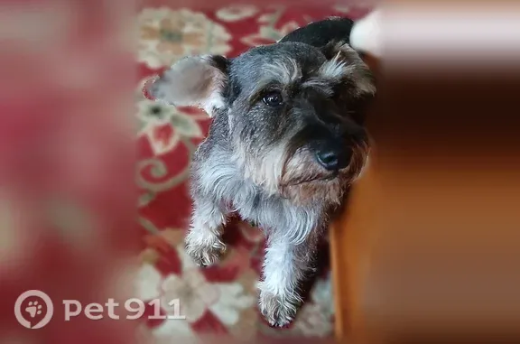 Lost dog, Chestnut Drive, 223, Shelbyville — female Standard Schnauzer - photo