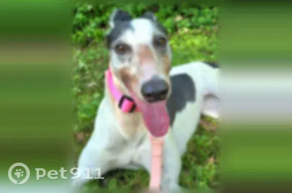 Lost dog, female, Easter Hollow Road, 1036, Danville — skittish, white with black spots - photo