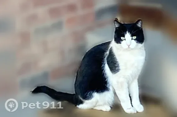 Lost pets Farmington, photo: Lost Cat, West 32nd Street, 116, Farmington — male