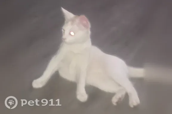Missing cat Indianapolis, photo: Lost male cat, Falcon Drive, 3260, Indianapolis — white with speckled ears