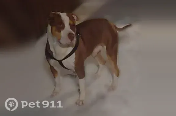 Lost pets Pembroke Pines, photo: Lost dog, Southwest 39th Street, Miramar, Pembroke Pines — medium-sized male pitbull