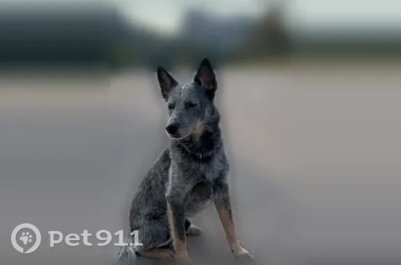 Lost pets Pinehurst, photo: Lost dog, Denver, Colorado, Pinehurst — male gray cattle dog