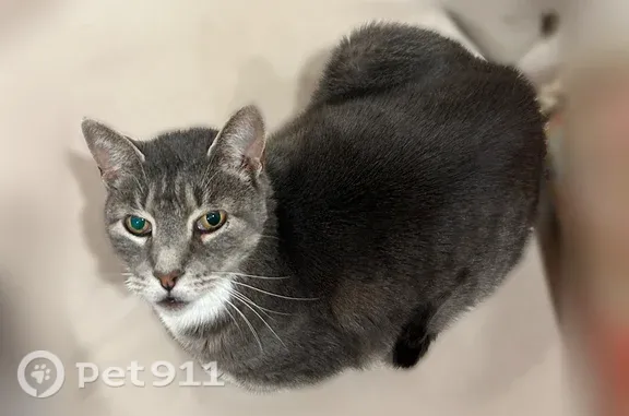 Missing cat Hicksville, photo: Lost male cat, Jerusalem Avenue, 20, Hicksville — three-legged