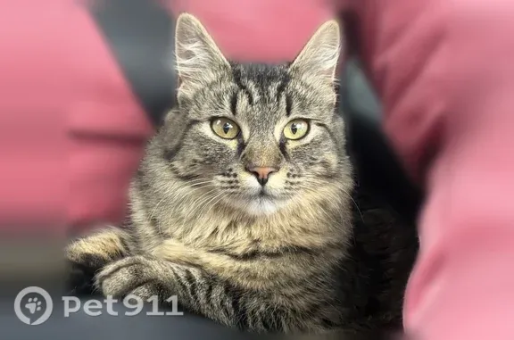Lost cat, Aurora Street, 11349, Anchorage — 8-month-old female with yellow-green eyes - photo