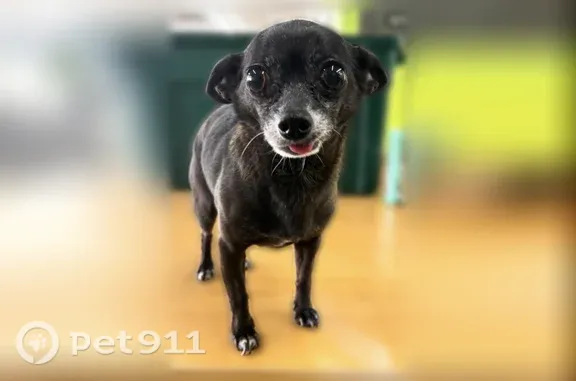Lost dog, South Paulina Street, 6320, Chicago — tiny male responds to Jax - photo