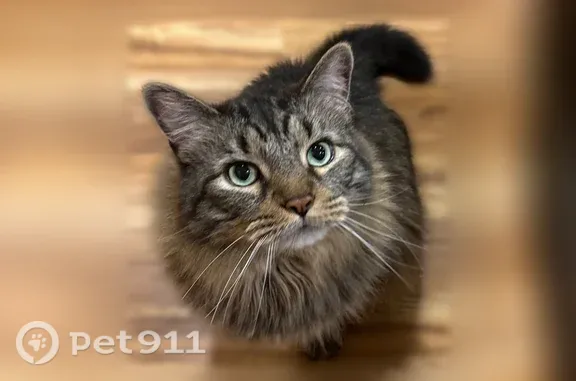 Lost pets Norridge, photo: Lost male cat, North Ozanam Avenue, 4440, Norridge — grey-brown tabby with a white belly
