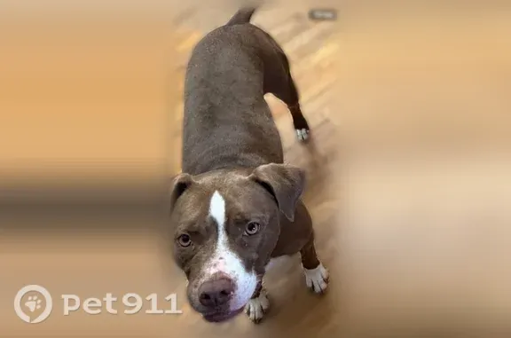 Missing dog Washington, photo: Lost female dog, Northern Hills Drive, 18439, Elkhorn Precinct, Washington — brown and white boxer bulldog mix