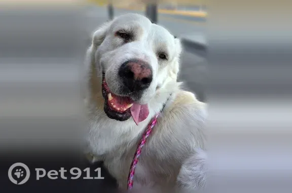 Lost pets Los Angeles, photo: Lost dog, West Imperial Highway, 283, Los Angeles — female, white with light tan spots