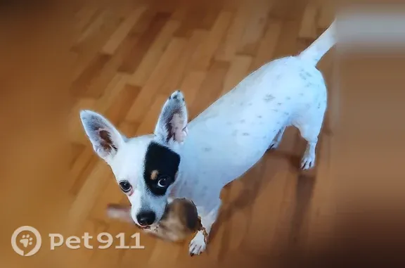 Missing dog Female, Charlotte (usl547441) - photo