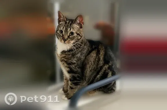 Missing cat Female, Malverne (...