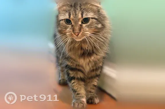 Pattern: Classic tabby markings, especially the darker stripes on the forehead, face, legs, and body. Coat: Long, dense fur with brown, gray, black, and cream tones